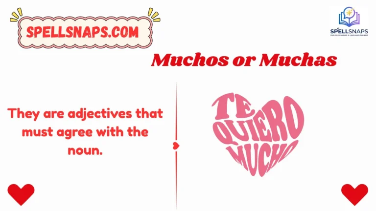 Muchos or Muchas